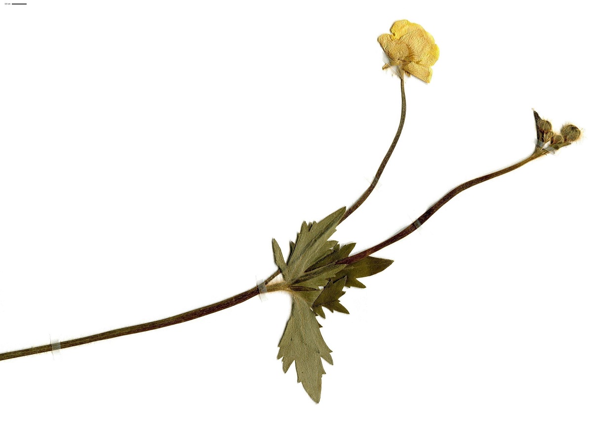 Ranunculus acris subsp. friesianus (Ranunculaceae)